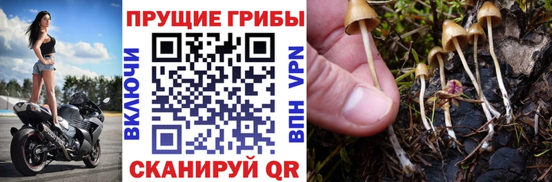 цены наркотик  Будённовск  Псилоцибиновые грибы Cubensis 